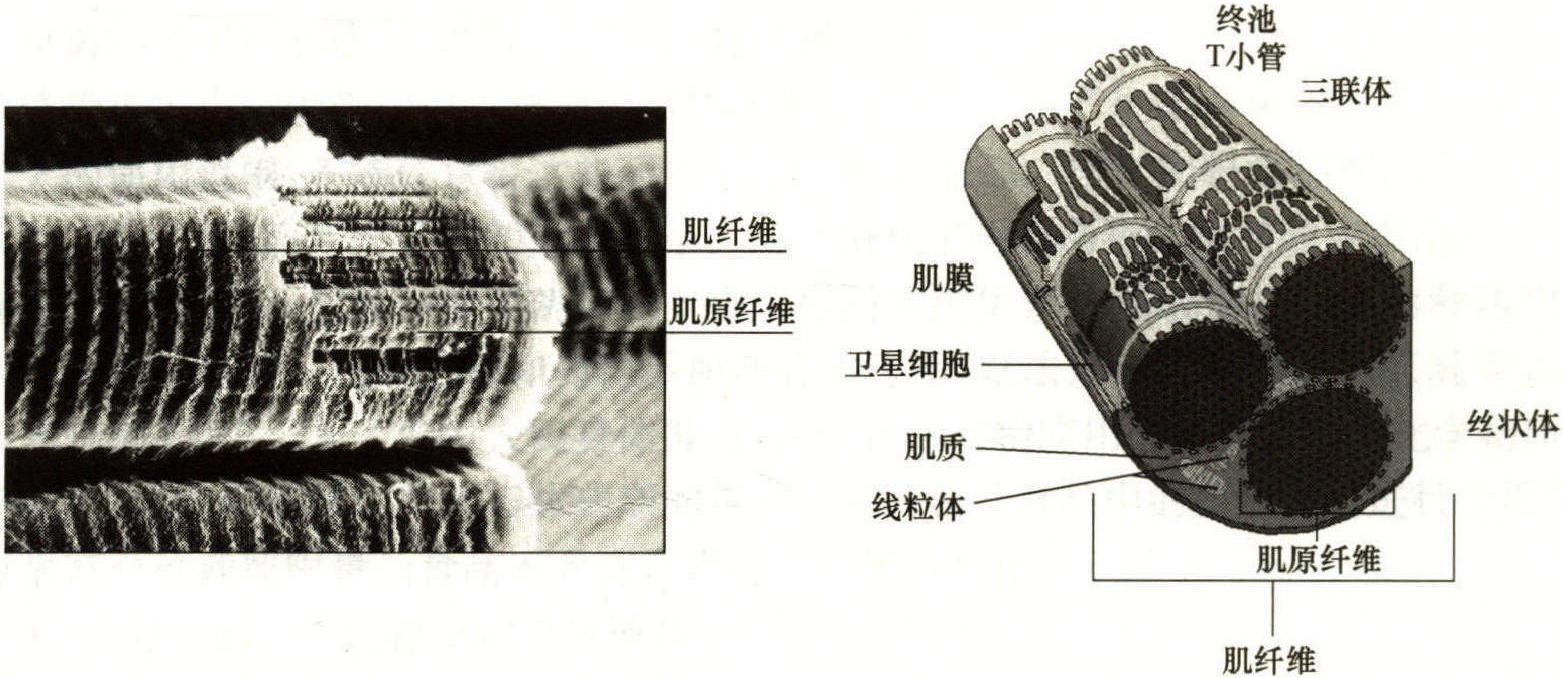 一、肉的形態(tài)結(jié)構(gòu)